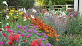 How to plant a beautiful summer border in a small garden