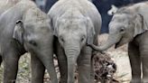 Fourth elephant tests positive for potentially deadly virus, Dublin Zoo says