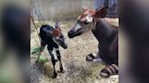 Un okapi poco común y en peligro de extinción nació en el zoológico de Cincinnati