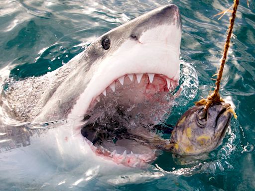 Shark Week 2024 begins Sunday: Here’s the full 7-day schedule