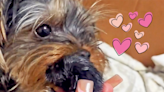 Watch This Yorkie Mom Sweetly Care for an Abandoned Kitten Like She's One of Her Puppies