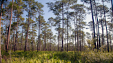 Cooper unveils $421M grant for conservation, restoration