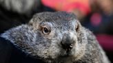 Punxsutawney Phil’s babies are named Shadow and Sunny