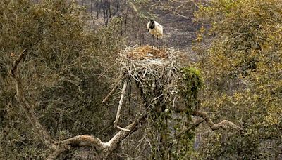 Biólogos tentam salvar o que restou do Pantanal, em meio às chamas – Correio do Brasil