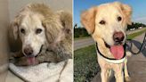 'Practically Feral' Stray Dog Transforms into a 'Loving New Companion' After a Month of Care