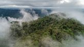 Venomous 2-foot-long creature found lurking in Ecuador. See the ‘dazzling’ new species