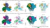 Llama nanobodies: New therapy can neutralize a wide variety of HIV-1 strains