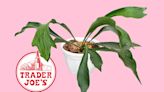 These Trader Joe's Mounted Staghorn Ferns Free Up Your Floor Space