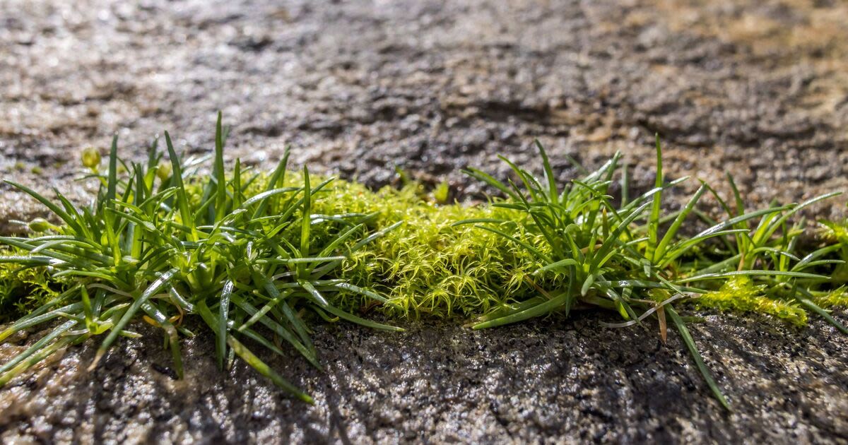 Remove patio weeds immediately with 1 kitchen item - not vinegar