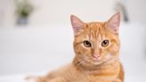 Moment Cat Squeezes His Whole Body Into a Tiny Glass Vase Has People Holding Their Breath