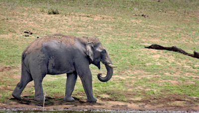 A lone elephant kills farmer, after he leaves hamlet following a tiff with family members, in Andhra Pradesh’s Kuppam region