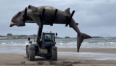 Giant 24ft shark washes up on UK beach, as huge fish is forklifted