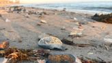 What are those odd-looking sea creatures washing by the thousands at the beach?