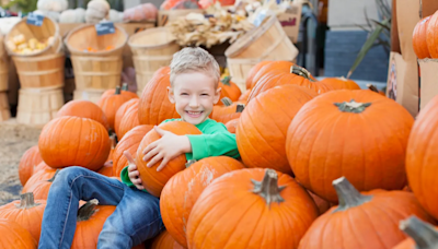 Seacoast farms fall fun: 2024 guide to pumpkin picking, corn mazes, haunted fun and more