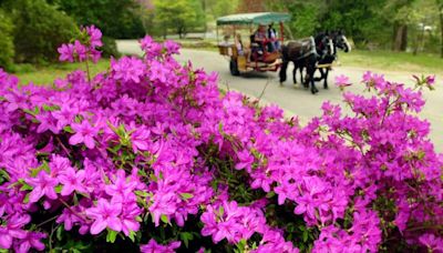 Azaleas cultivated widespread recognition | Only in Oklahoma