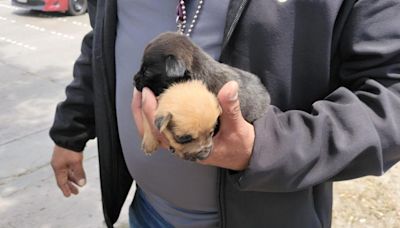 Tijuana refuerza medidas contra la venta ilegal de mascotas