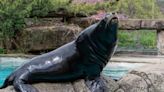 Popular Pittsburgh Zoo & Aquarium sea lion dies at age 18