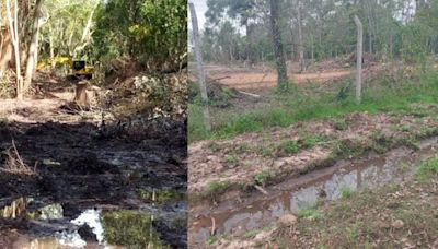 Desmonte en el Bosque de Hudson, lindero a la Reserva de Biosfera