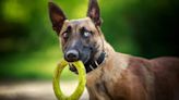 Are Belgian Malinois Pet-Friendly & Good With Other Dogs?