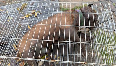 Dead XL bully found locked inside cage in canal