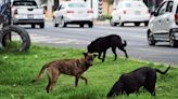 Qué hacer si un perro come pasto: explica adiestradora canina