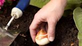 How and When to Plant Tulip Bulbs for a Colorful Spring