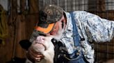 Is cow cuddling safe? And other bird flu questions