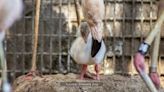 Brevard Zoo flamingo lays first eggs, hatches baby chick
