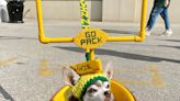 A pint-sized Packers dog named Vinnie James draws a crowd wherever he goes outside Lambeau on game days