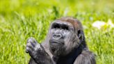 Western lowland gorilla Patty comes to Philly zoo as potential breeding partner