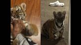 Tiger cub smuggled to US offered for sale on Facebook, feds say. Now he’s at sanctuary