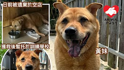 被遺棄仍守店舖忠犬獲救起 義工盼有人領養：這麼忠心值得有一個家 - 香港動物報 Hong Kong Animal Post