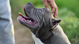 American Bully Mom Gives 'Freeloader Pup' the Cutest List of Chores