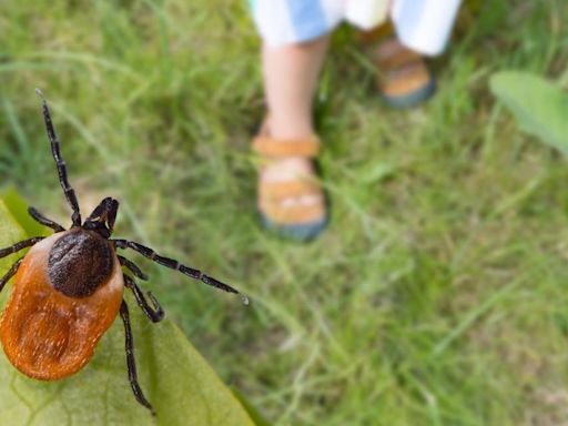 Virginia among states with high rates of tick bites, Lyme disease. Here's what to know.