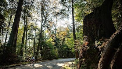 Motorcyclist killed in Stanley Park crash with Vancouver fire truck