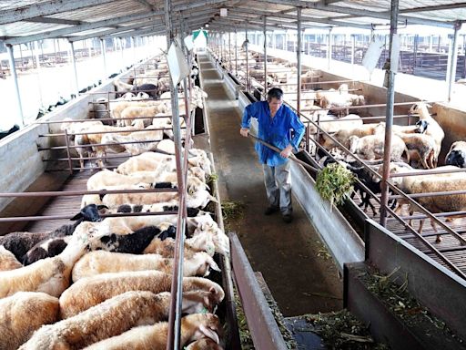 廣州爆出1例「流產披衣菌」 女子疑接觸牛羊時感染