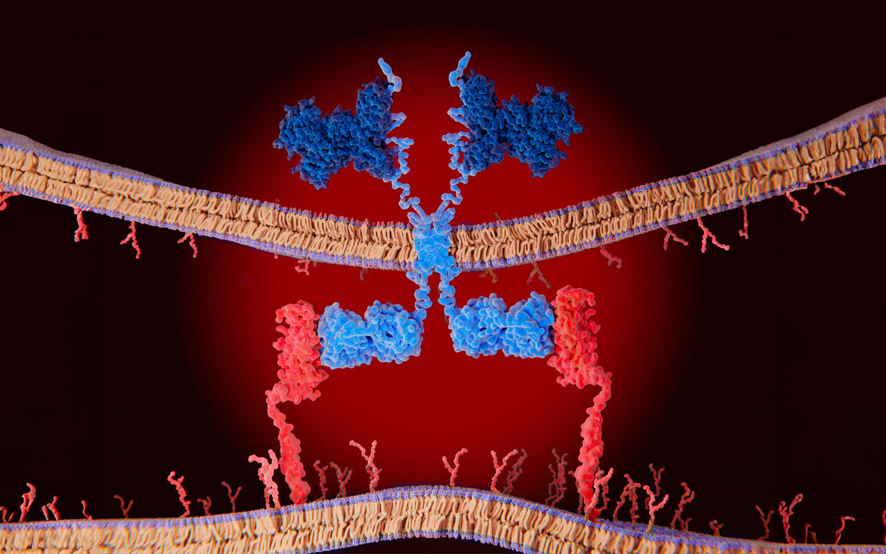 Pan-cancer analysis uncovers a new class of promising CAR T–cell immunotherapy targets