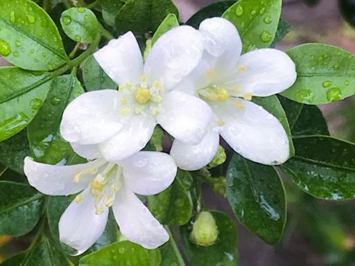 As monsoon sets in, it’s raining ‘Madhukamini’: Know all about the evergreen plant