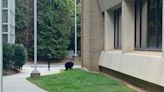 Watch: Black bear takes casual stroll in Asheville, North Carolina, spooks tourists