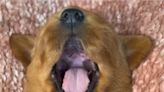 Cachorro viral de TikTok tiene más de 90 millones de vistas en video