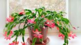 How To Grow And Care For A Christmas Cactus