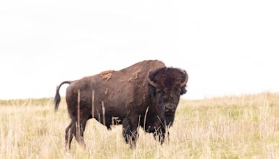 Bison ‘defending its space’ gores 83-year-old woman in Yellowstone National Park