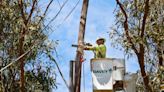 Is it legal to cut down a tree on SLO property? You have to follow these rules, city says