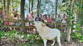 U.P. zoo repairing storm damage that wrecked enclosure for 3-legged wolf