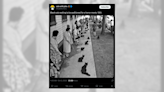 Fact Check: Pics Show 152 Black Cats in Line for Movie Role Audition?