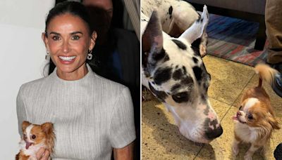 Naomi Watts Coordinates Meeting Between Demi Moore’s Tiny Chihuahua Pilaf and the Great Dane from“ The Friend”