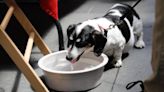 Perros y gatos también sufren el fuerte calor. Así es como puede mantener a salvo a sus mascotas