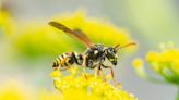 How to Get Rid of Wasps: Say "Goodbye!" in 5 Easy Steps