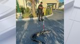 Gator on a coffee run? Reptile wrangled in drive-thru at North Port Starbucks