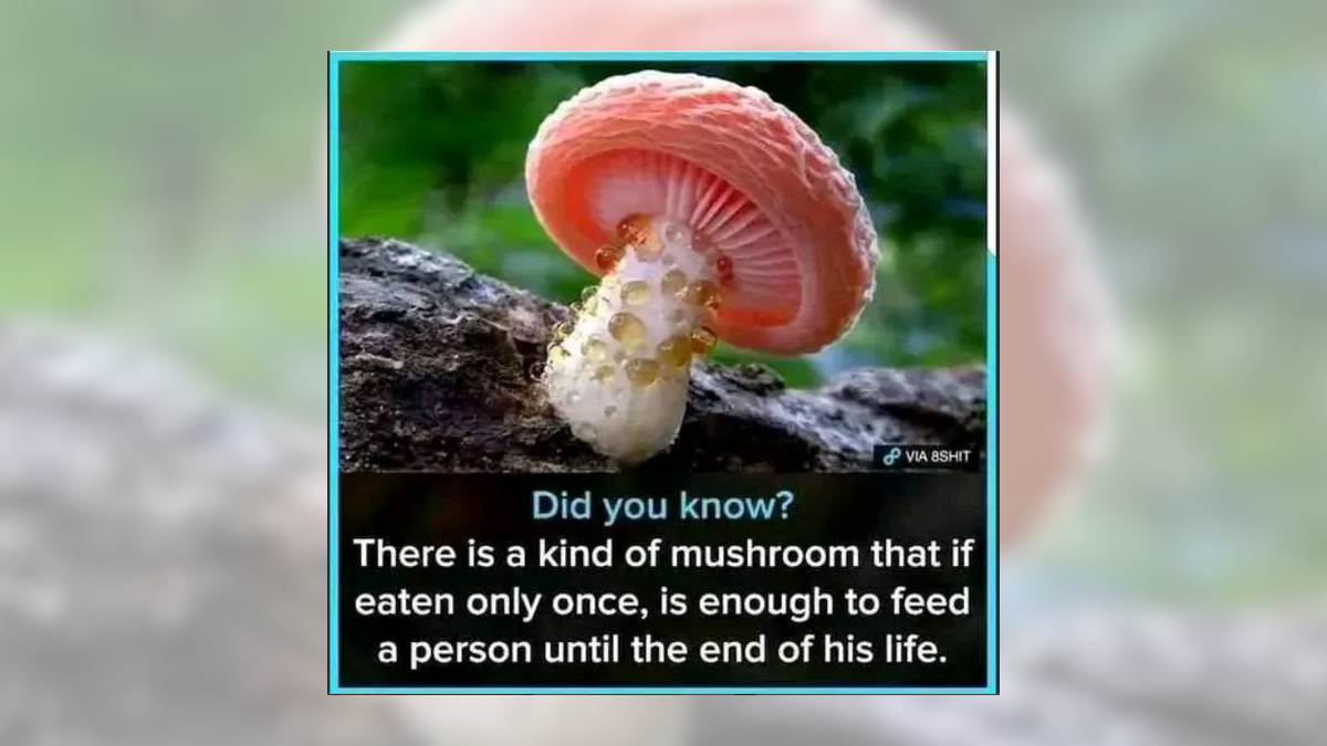 Fact Check: About That Claim a Mushroom Will Satiate You for the Rest of Your Life if Eaten Once